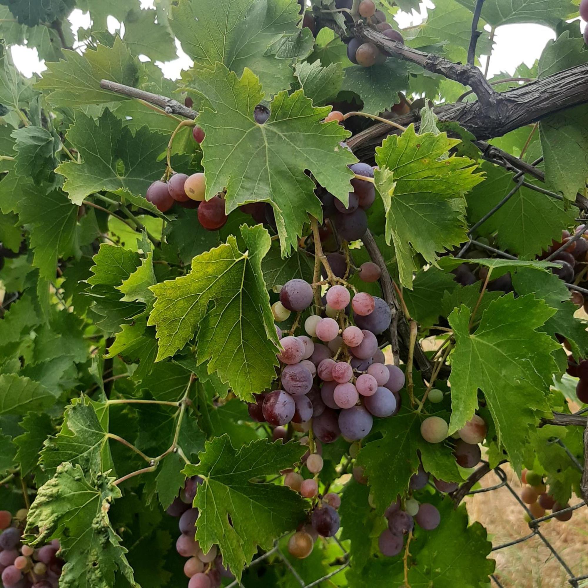 Αρχοντικό Παπανικολάου Villa Ligaria  Luaran gambar