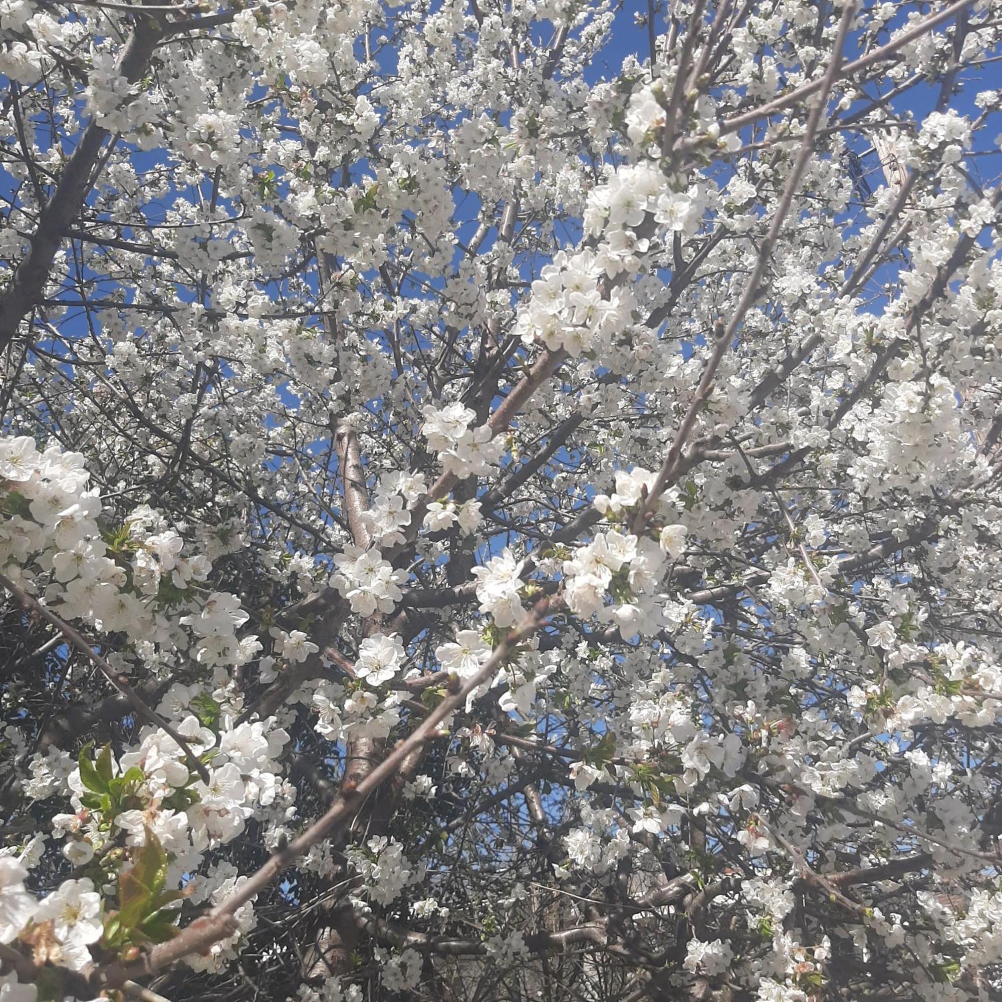 Αρχοντικό Παπανικολάου Villa Ligaria  Luaran gambar